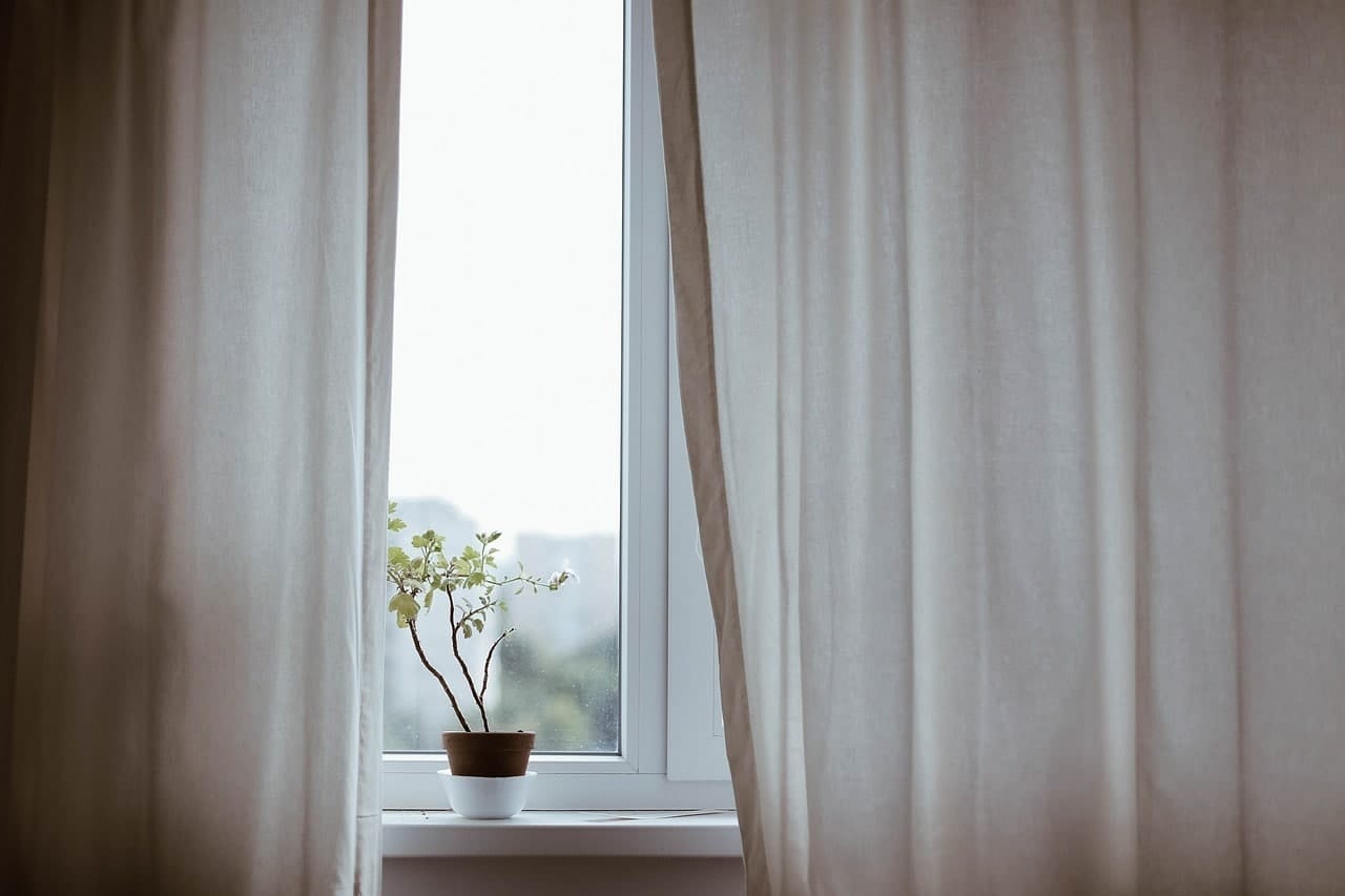 plant inside home on window cill