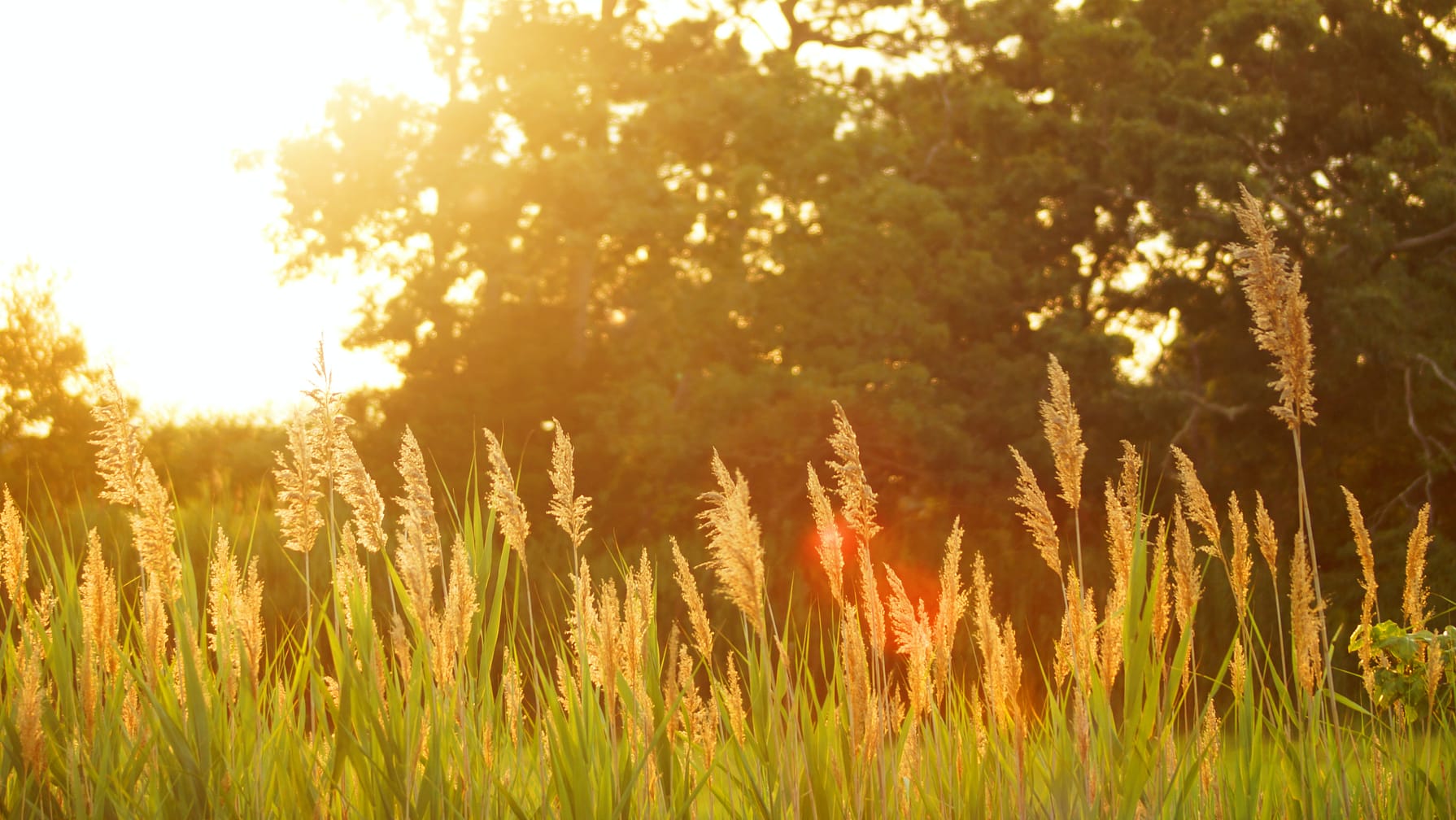 summer field